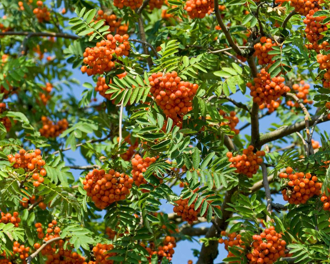 Rowan (Sorbus aucuparia)