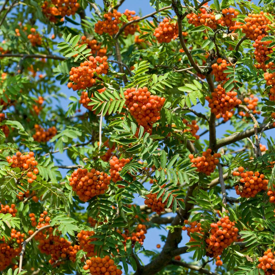Rowan (Sorbus aucuparia)