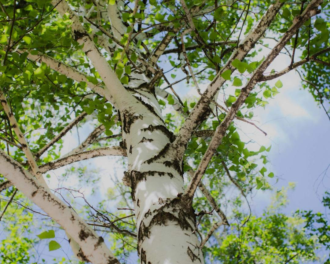 Silver Birch (Betula Pendula)