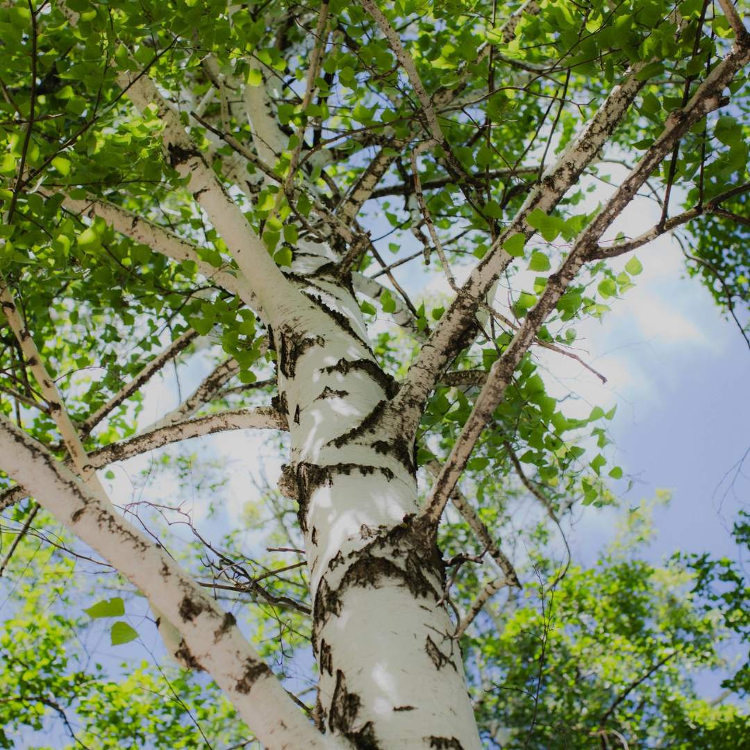 Silver Birch (Betula Pendula)