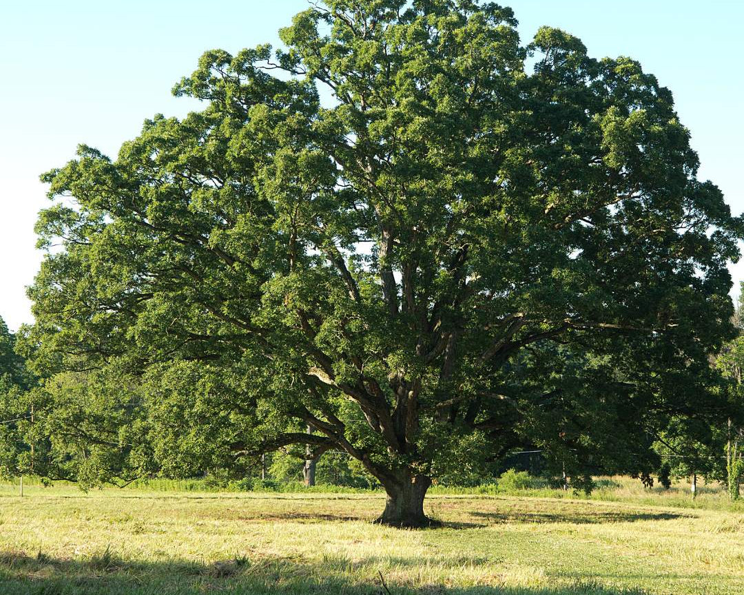 Common Oak (Quercus Robur)