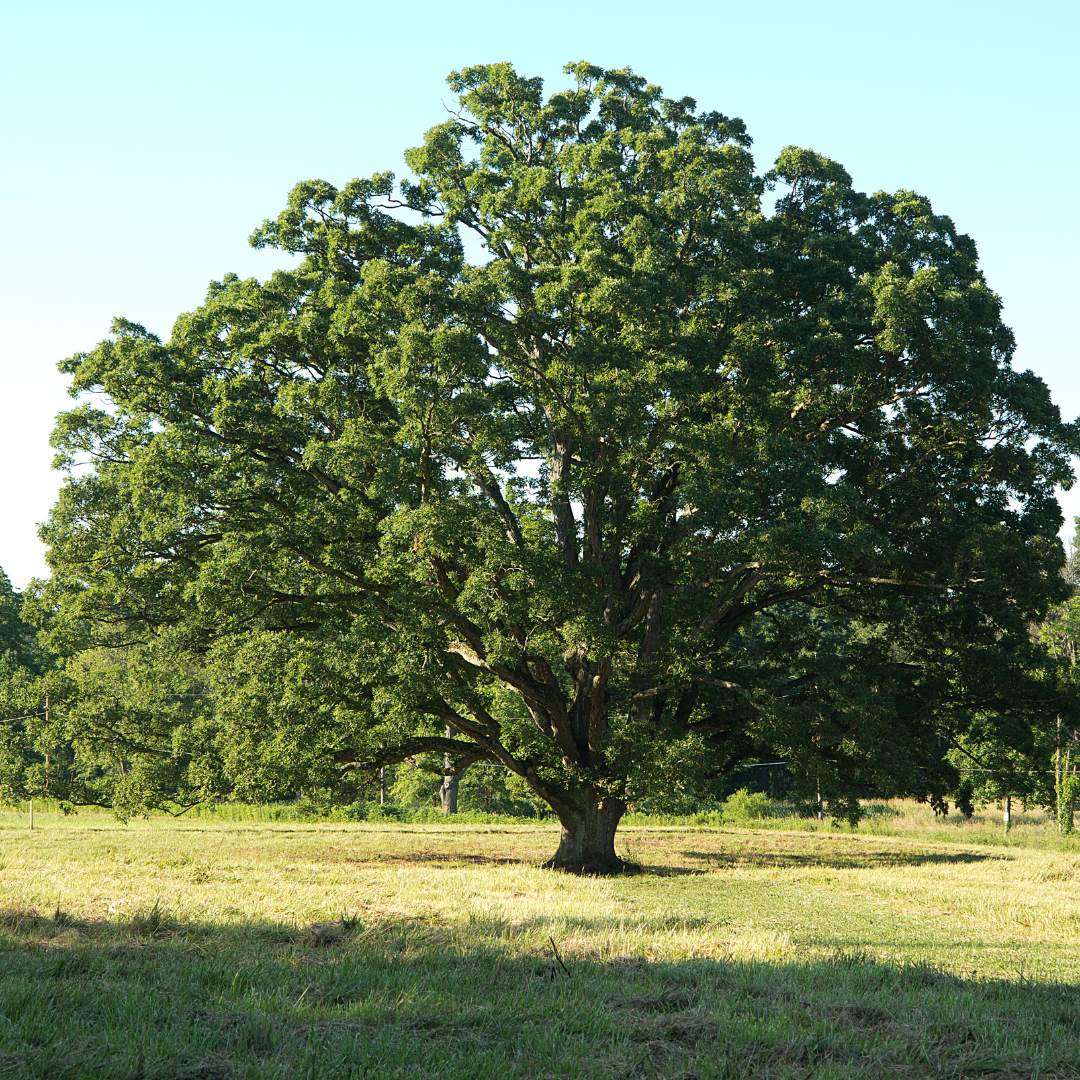 Common Oak (Quercus Robur)