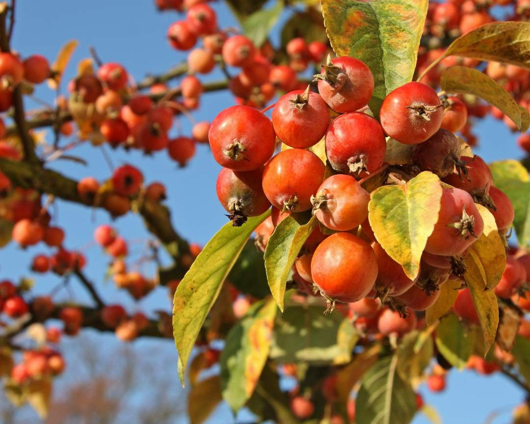 Crab Apple (malus Sylvestris)