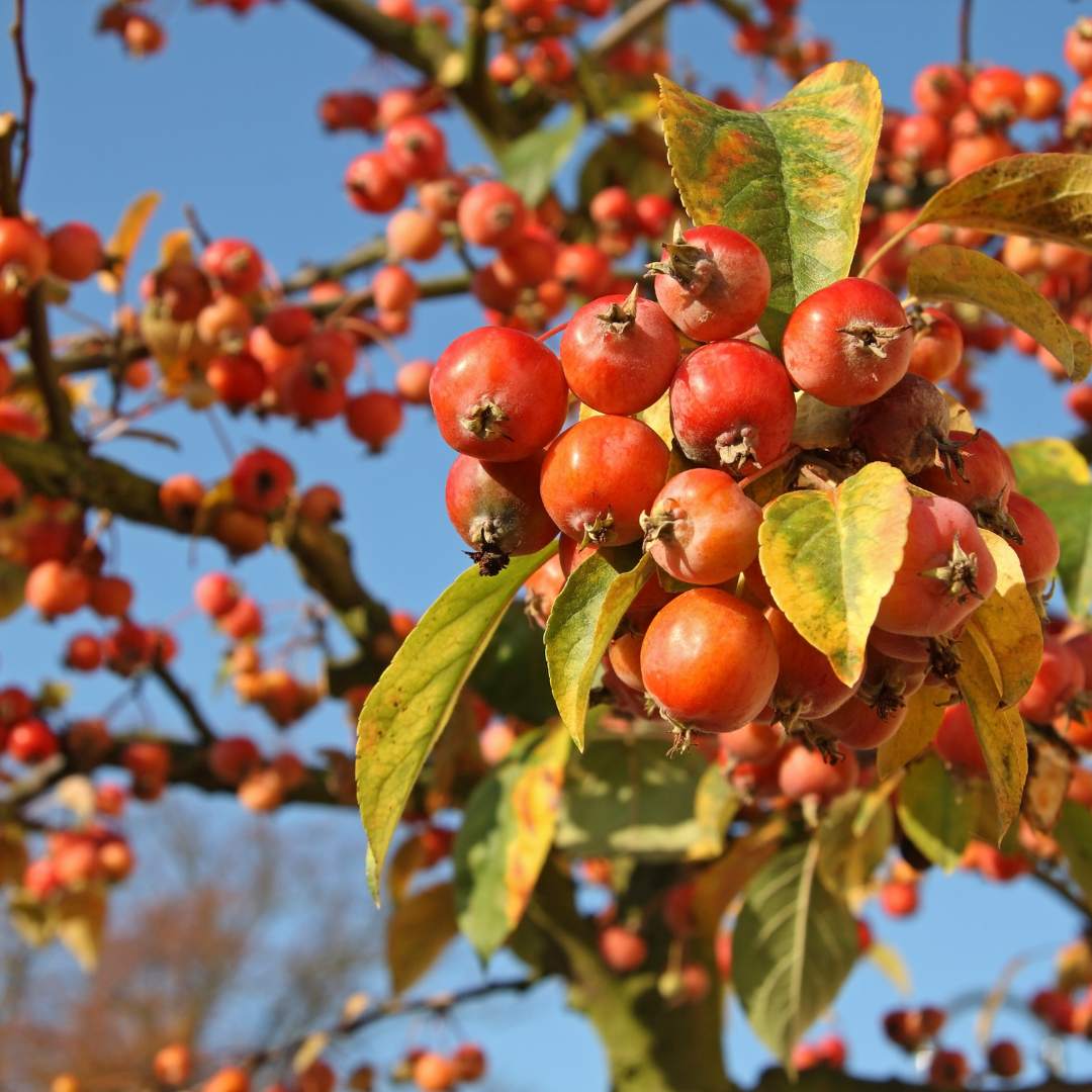 Crab Apple (malus Sylvestris)
