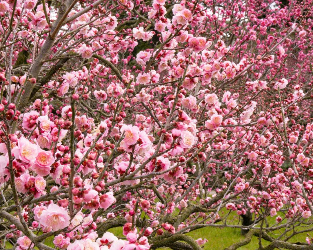 Cherry Plum (Prunus Cerasifera)
