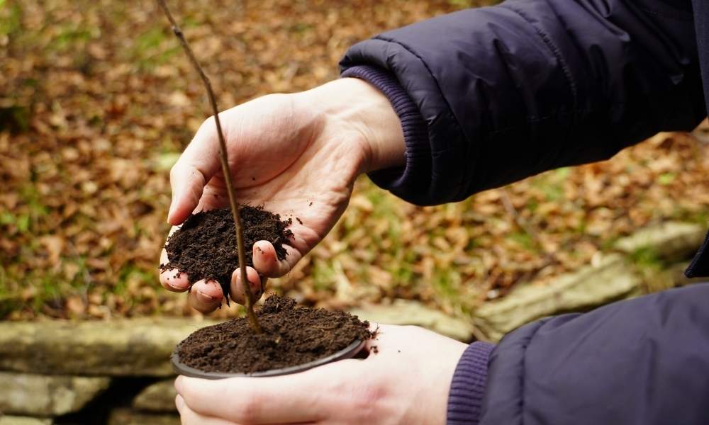 Planting in a pot - without ashes