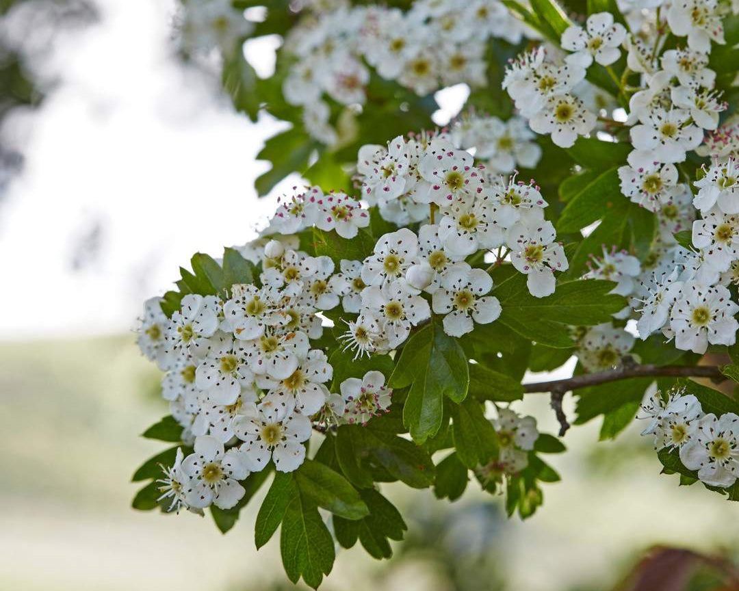 Hawthorn (Crataegus Monogyna)