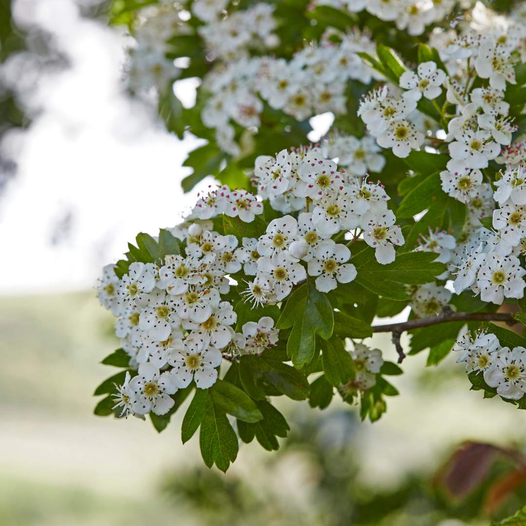 Hawthorn (Crataegus Monogyna)