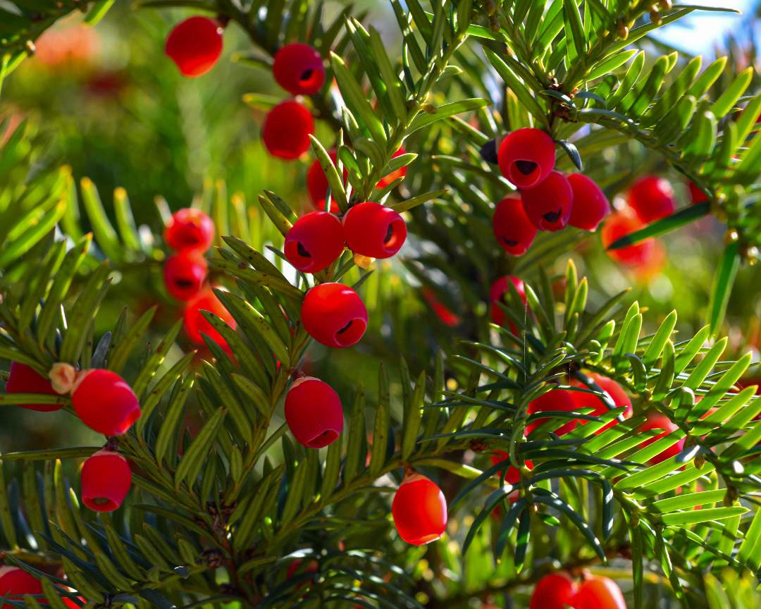 Yew (Taxus Baccata)