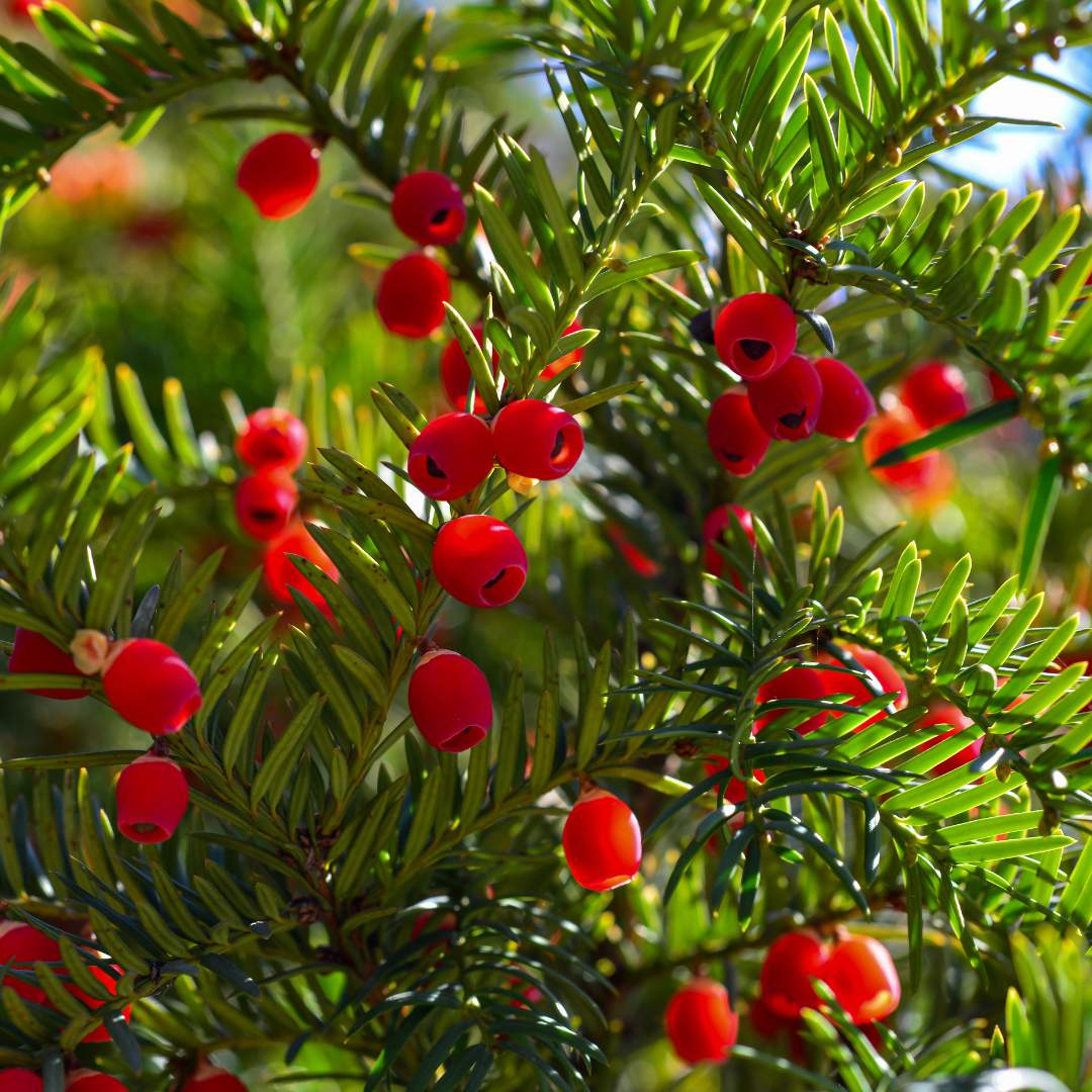 Yew (Taxus Baccata)