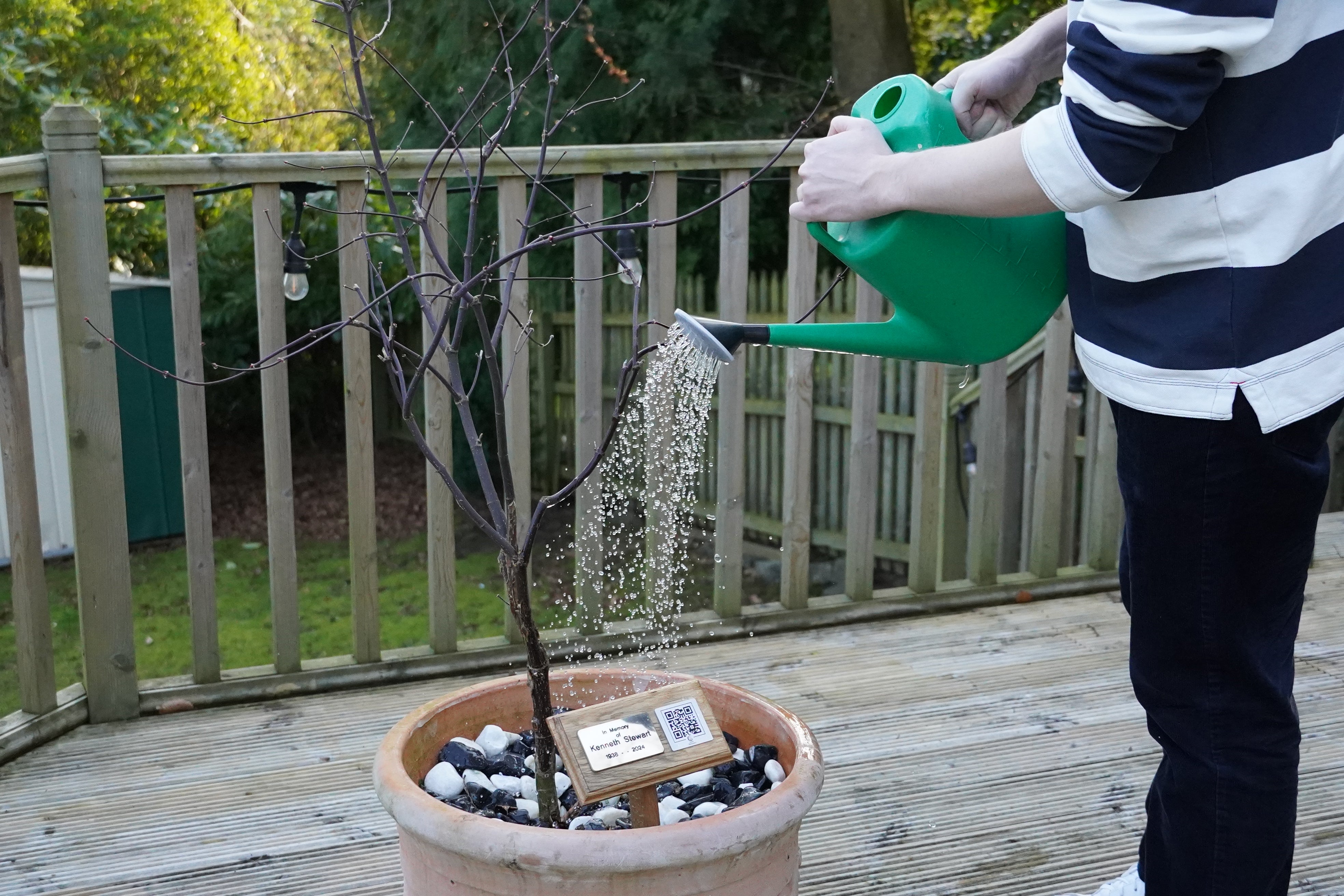 Caring for Your Memorial Tree