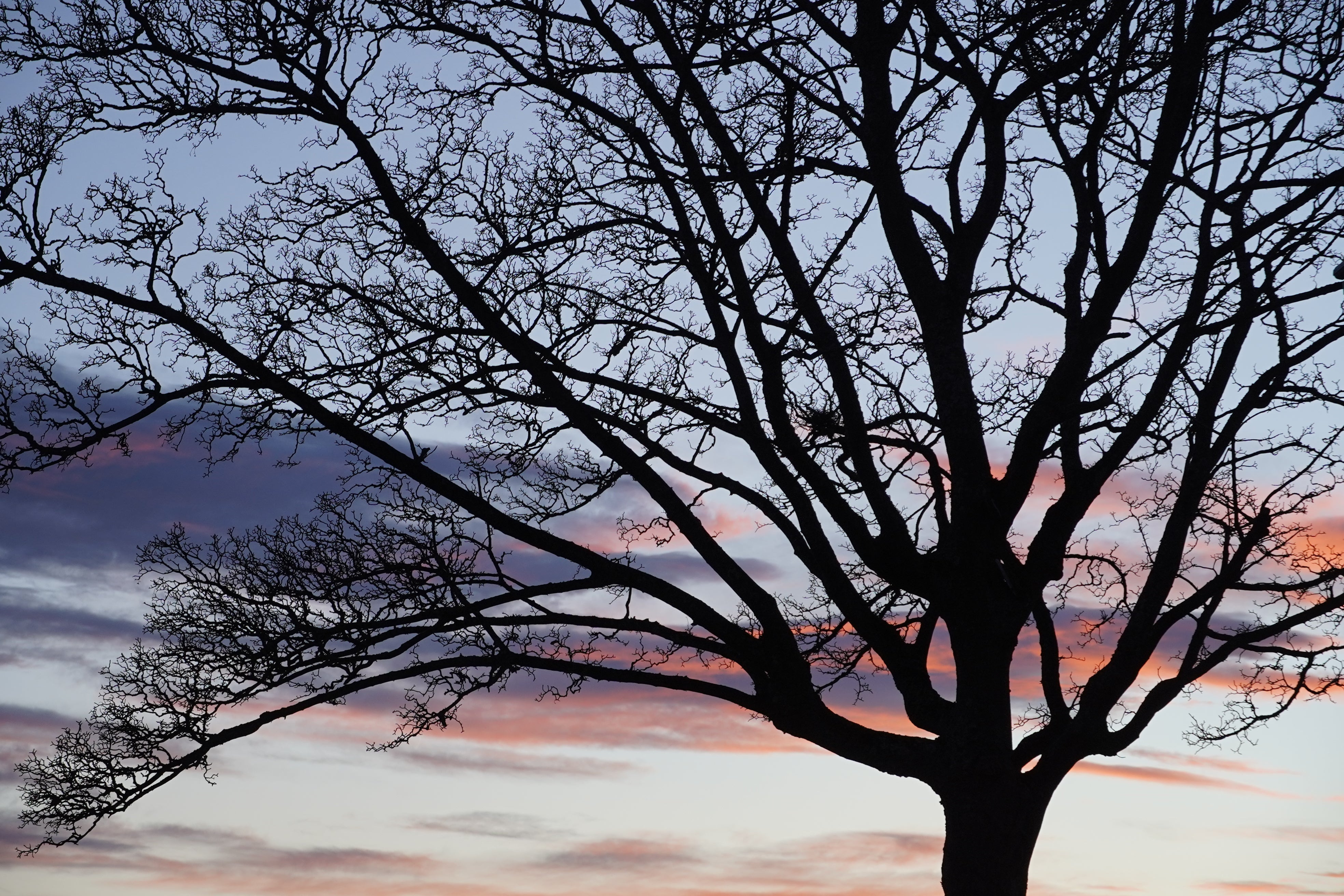 Which tree is right for my memorial?