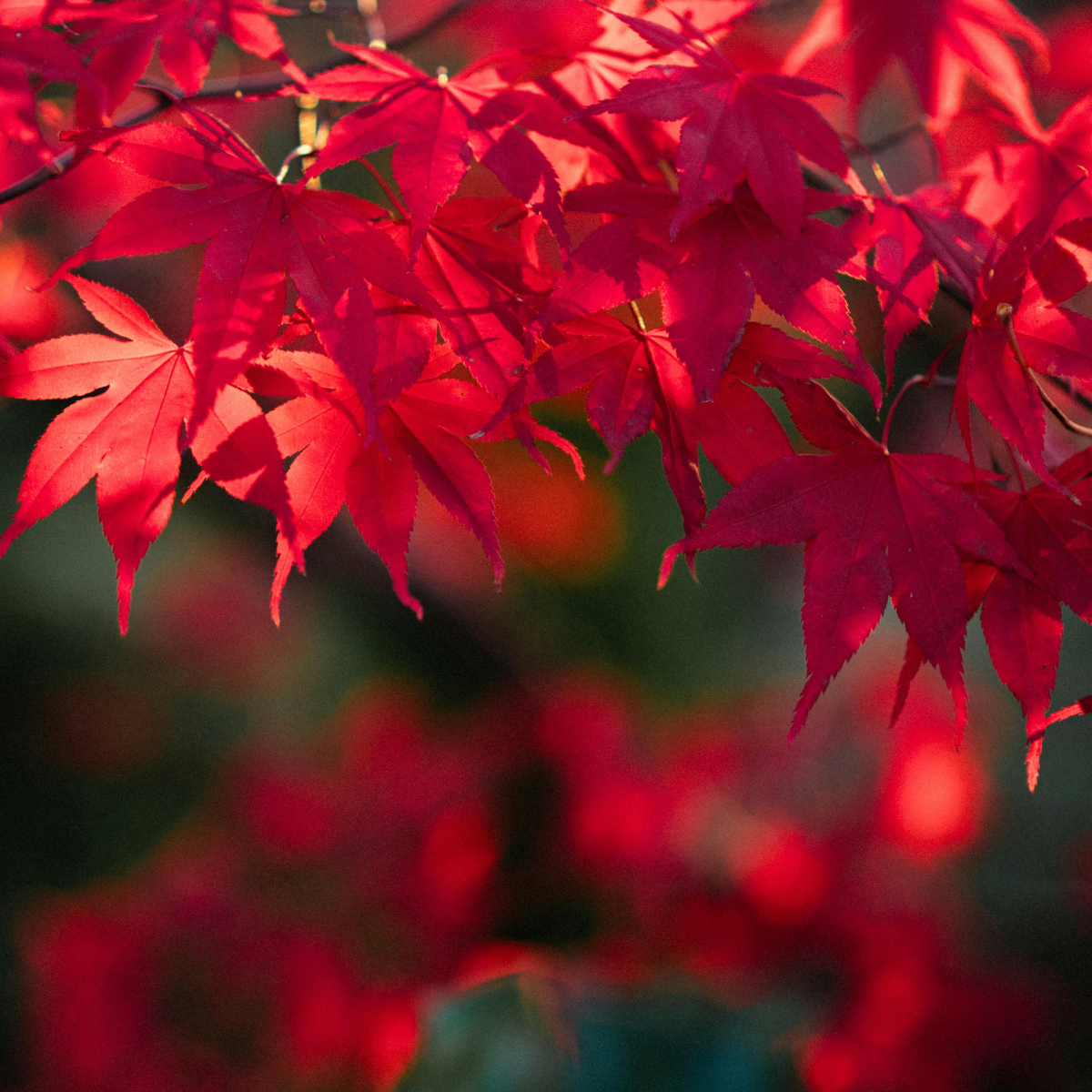 Japanese Maple (Acer Palmatum "Atropurpureum")