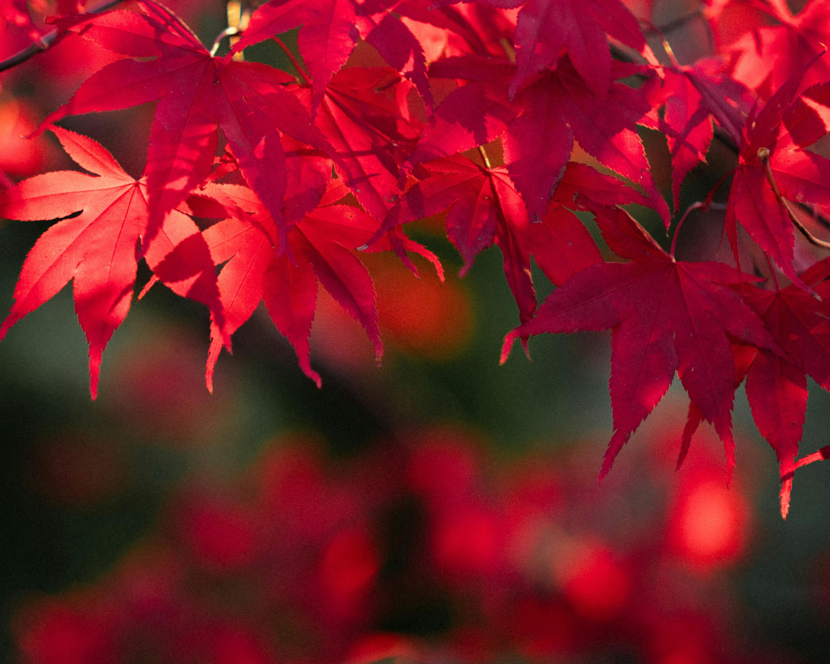 Japanese Maple (Acer Palmatum "Atropurpureum")