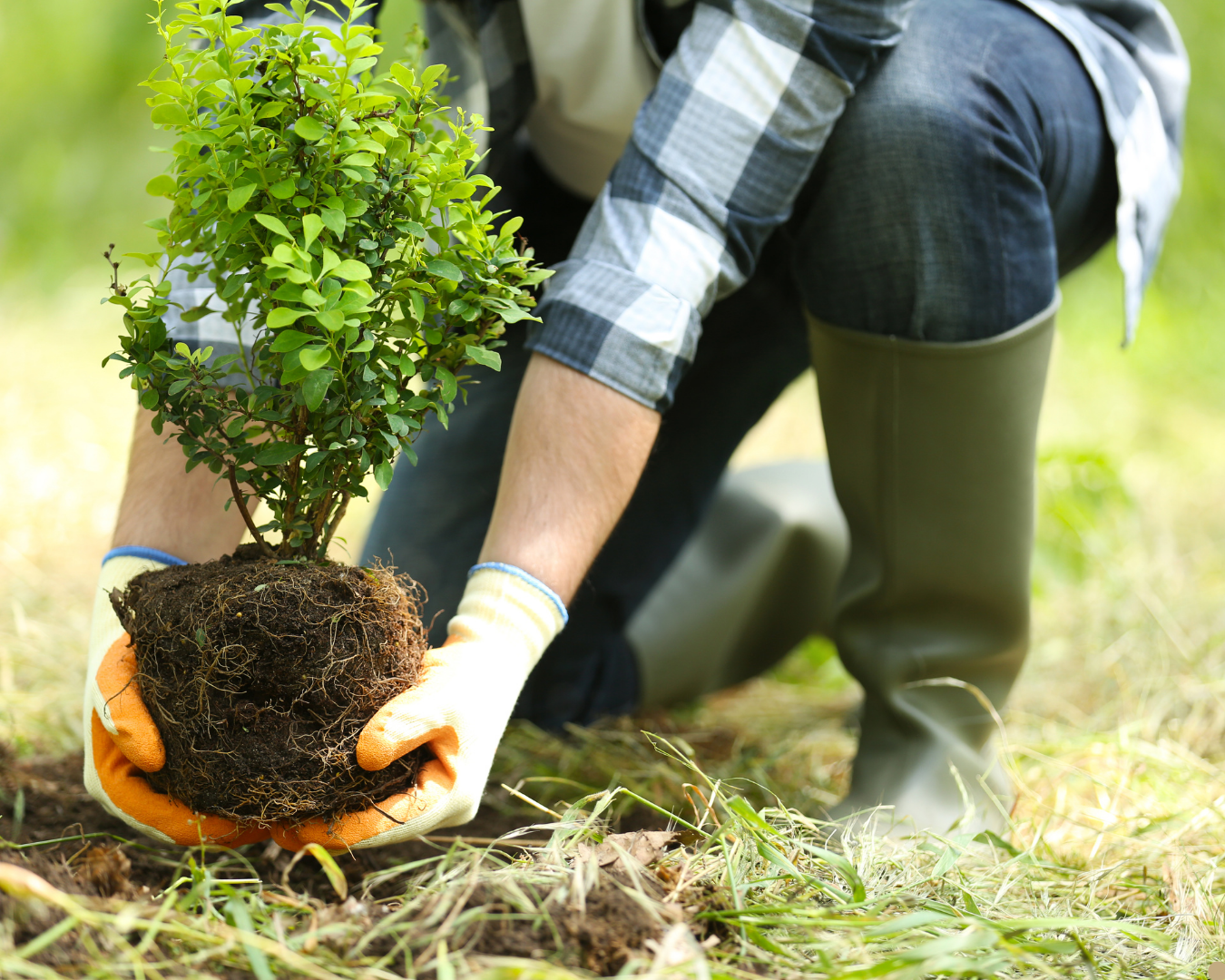 Planting in the ground - with ashes