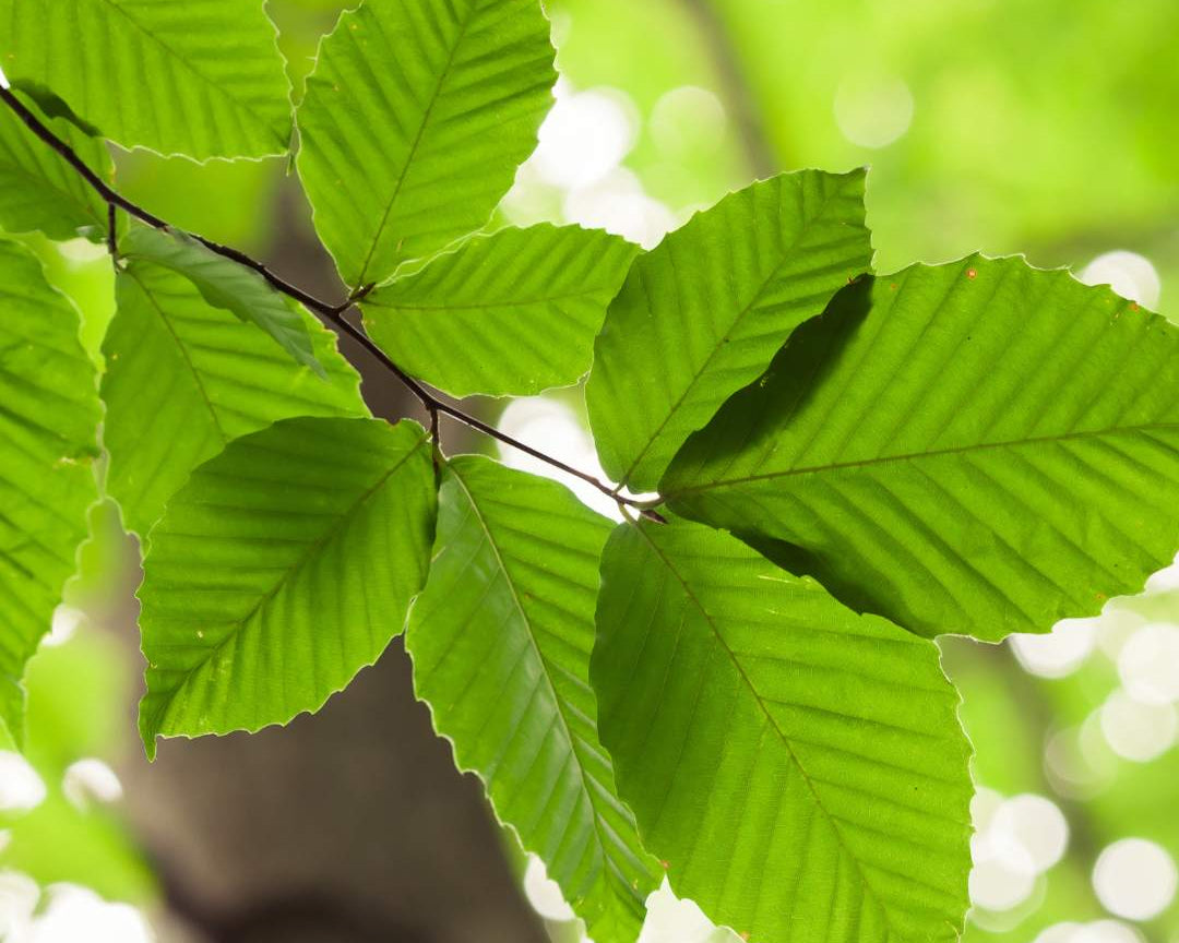 Green Beech (Fagus Sylvatica)