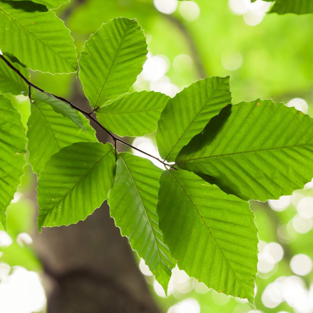 Green Beech (Fagus Sylvatica)