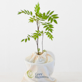 Sapling Memorial Set